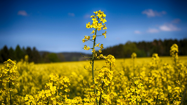 Rapeseed