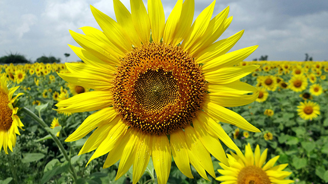 Sunflower